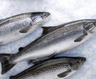 До «берегів» Підмосков'я підступить атлантичний лосось