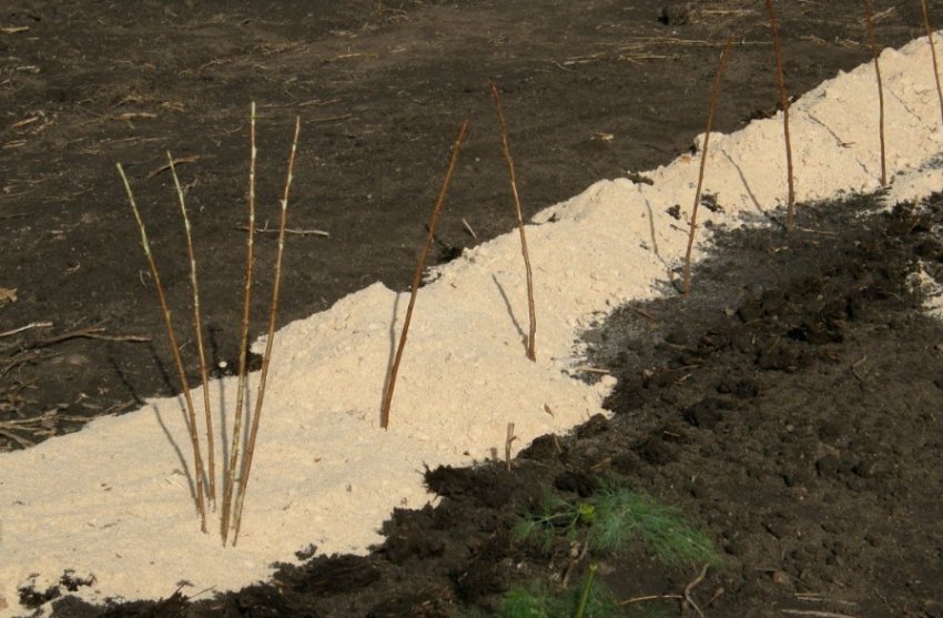 Саджанці малини восени Саджанці малини восени
