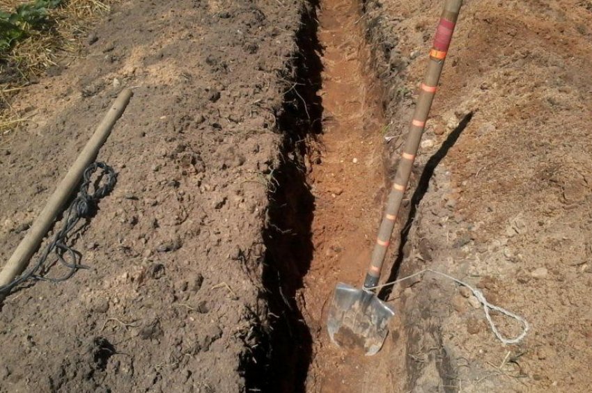 Місце для посадки малини Місце для посадки малини