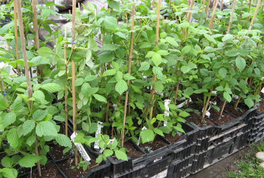 Саджанці малини Саджанці малини