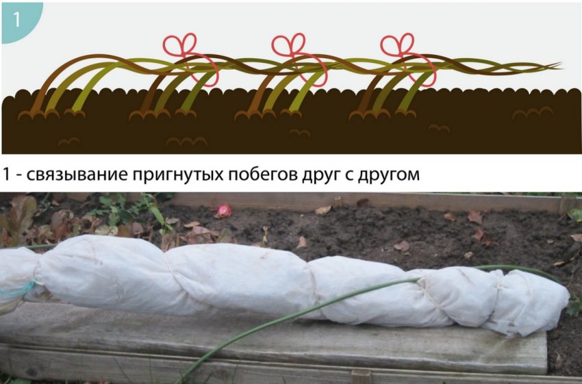 Укриття малини на зиму Укриття малини на зиму