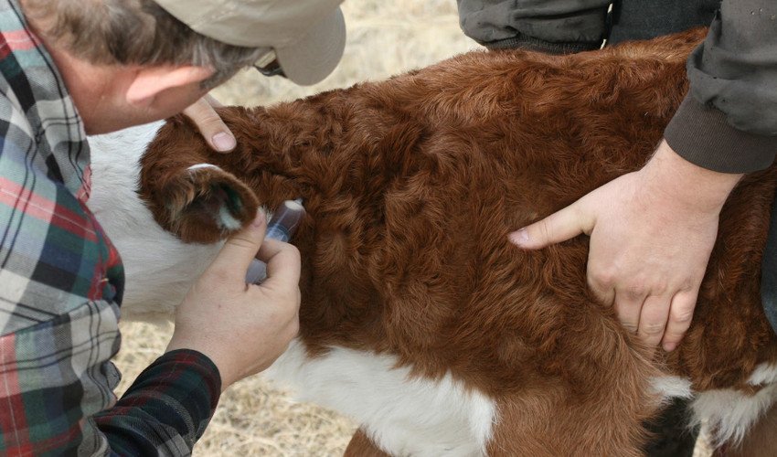 Сальмонельоз телят Сальмонельоз телят