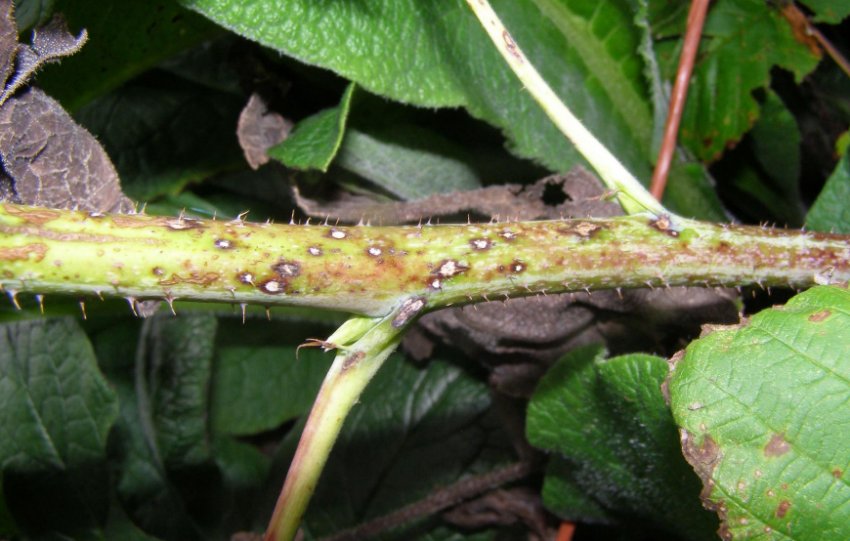 Антракноз малини Антракноз малини