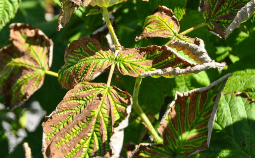 Вертицеллезное в'янення малини Вертицеллезное в'янення малини