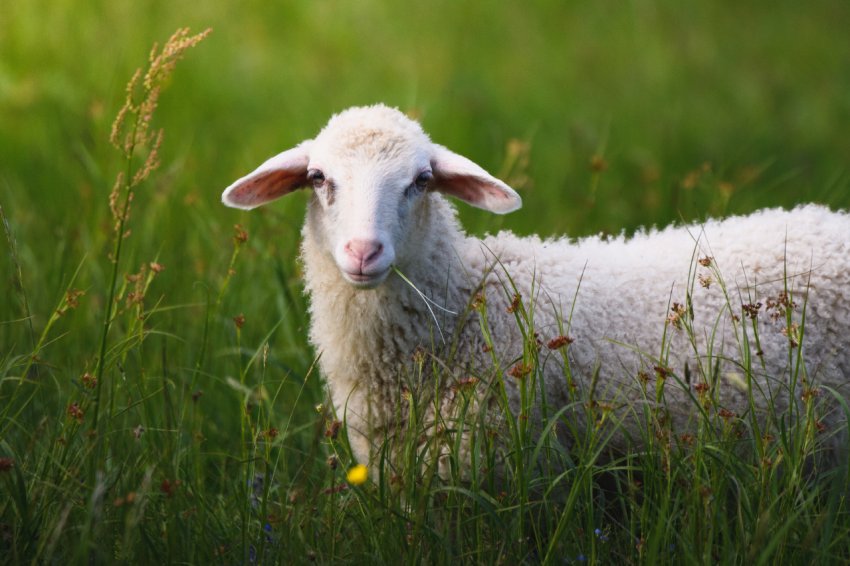 Національна асоціація овець Великобританії для молодих вівчарів відкриває дводенні семінари Національна асоціація овець Великобританії для молодих вівчарів відкриває дводенні семінари