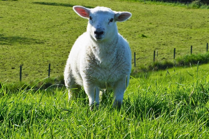 Національна асоціація овець Великобританії для молодих вівчарів відкриває дводенні семінари Національна асоціація овець Великобританії для молодих вівчарів відкриває дводенні семінари