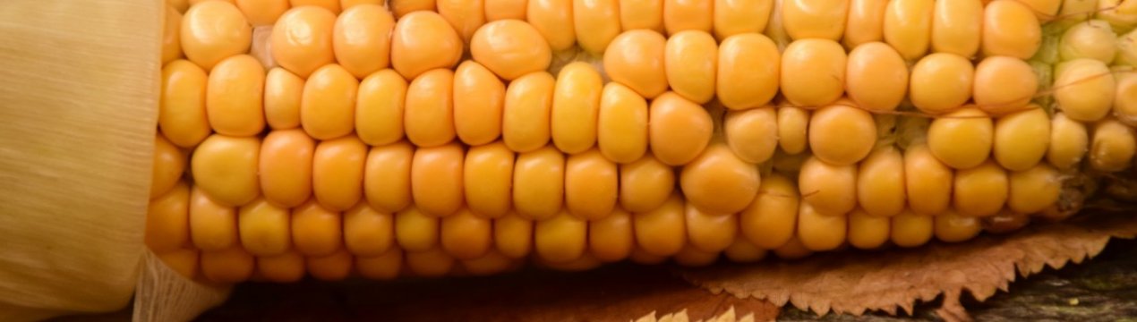 Аграрії України посіяли кукурудзи більше, ніж планувалося