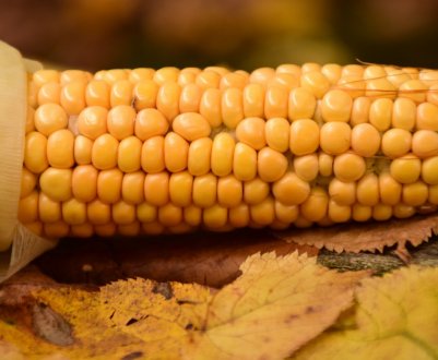Аграрії України посіяли кукурудзи більше, ніж планувалося