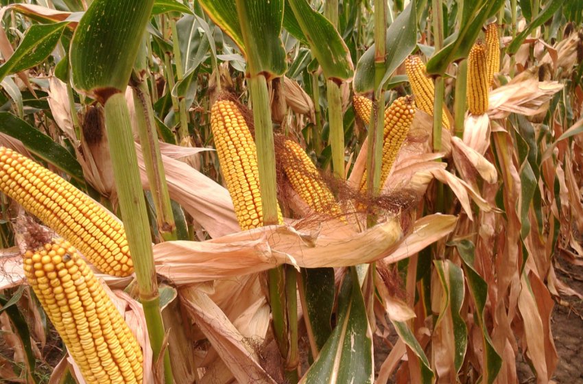 Аграрії України посіяли кукурудзи більше, ніж планувалося Аграрії України посіяли кукурудзи більше, ніж планувалося