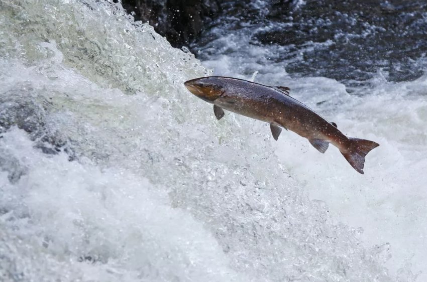 До «берегів» Підмосков'я підступить атлантичний лосось