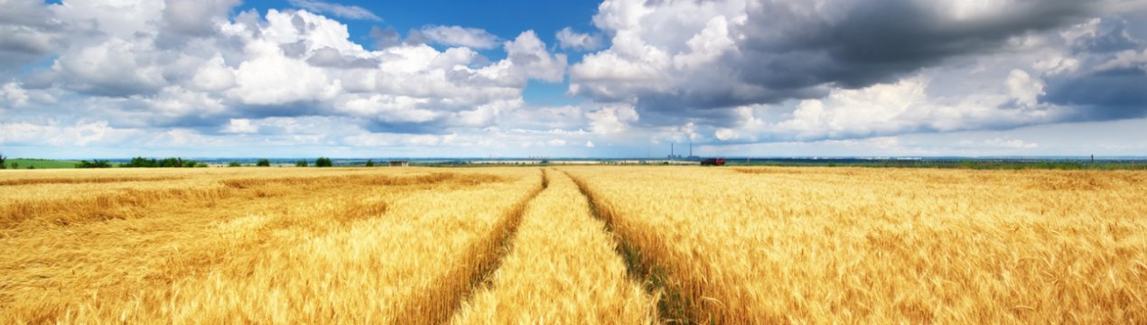 Російські аграрії передали корейцям черговий «пшеничний привіт»