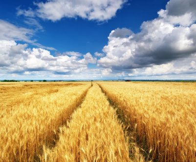 Російські аграрії передали корейцям черговий «пшеничний привіт»