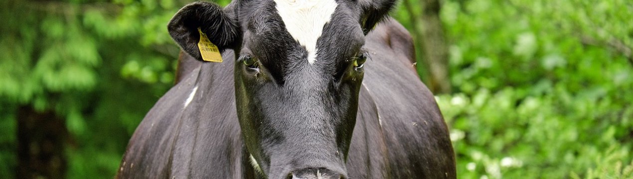 Удмуртські «шеф-кухаря» продовжують заготовляти корм для худоби