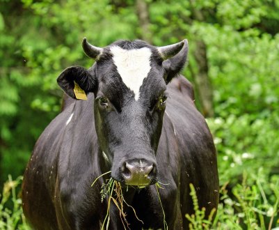 Удмуртські «шеф-кухаря» продовжують заготовляти корм для худоби