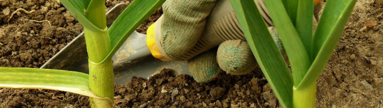 Чому навесні жовтіє часник і що при цьому робити?