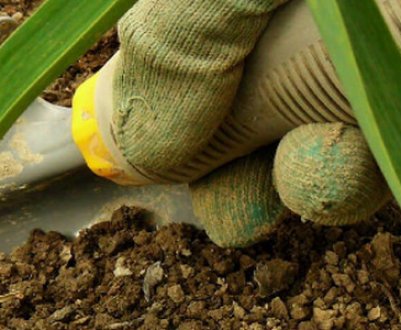 Чому навесні жовтіє часник і що при цьому робити?