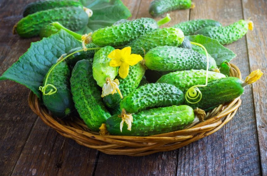 Через рік липецькі теплиці розширяться до 200 га Через рік липецькі теплиці розширяться до 200 га