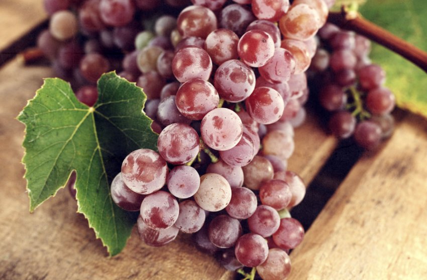 Карта діючих виноградників з'явиться в Одеській області Карта діючих виноградників з'явиться в Одеській області