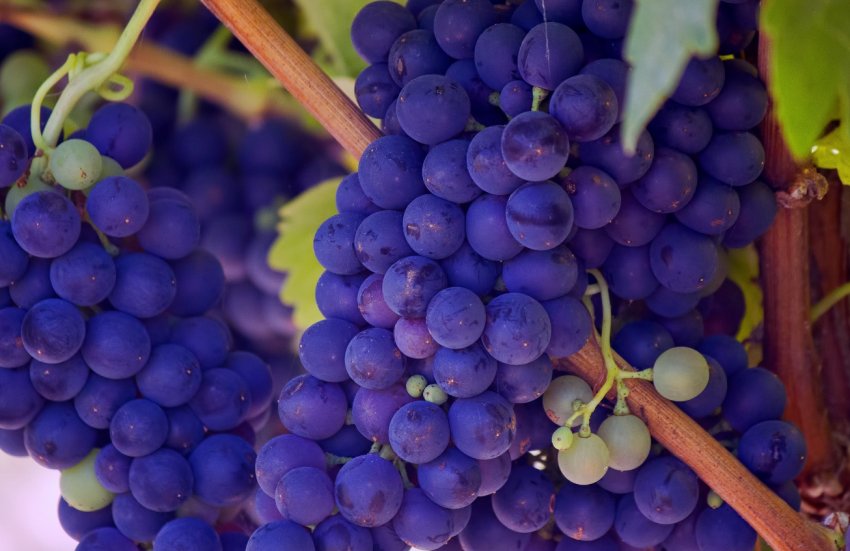 Карта діючих виноградників з'явиться в Одеській області Карта діючих виноградників з'явиться в Одеській області