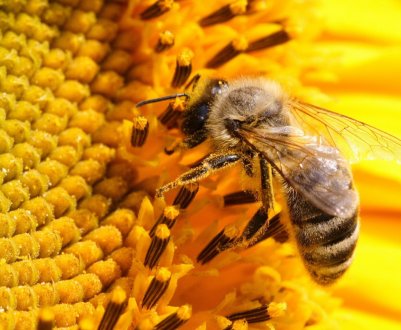На брянських, курських і рязанських пасіках — масова загибель бджіл