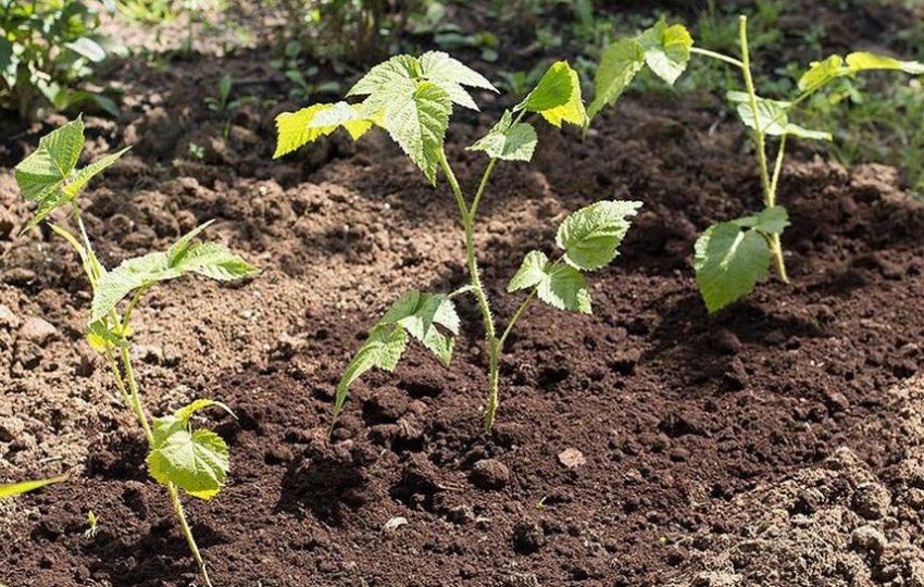 Малина полка сроки созревания. 87764.psvi30.850. Малина полка сроки созревания фото. Малина полка сроки созревания-87764.psvi30.850. картинка Малина полка сроки созревания. картинка 87764.psvi30.850. Самым популярным и всеми любимым сортом малины, является Полька. Выращивается она очень давно, еще с 1992 года. Вывели такой сорт, польские садоводы, отсюда и соответствующее название. Никто не ожидал, что ягода будет приносить такой высокий урожай. За короткое время, сорт распространился по всему миру.