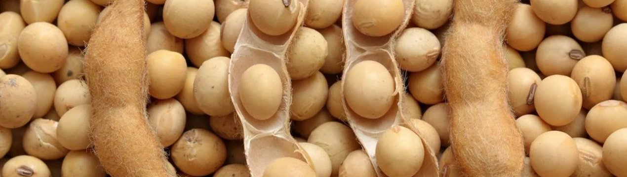 У Китаї торгова війна і АЧС істотно скоротили імпорт сої