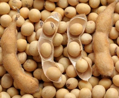 У Китаї торгова війна і АЧС істотно скоротили імпорт сої