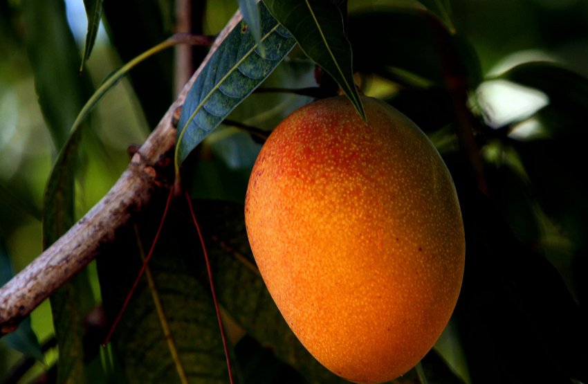 В Філіппінах природний ефект Ель-Ніньо привів до надлишку манго В Філіппінах природний ефект Ель-Ніньо привів до надлишку манго