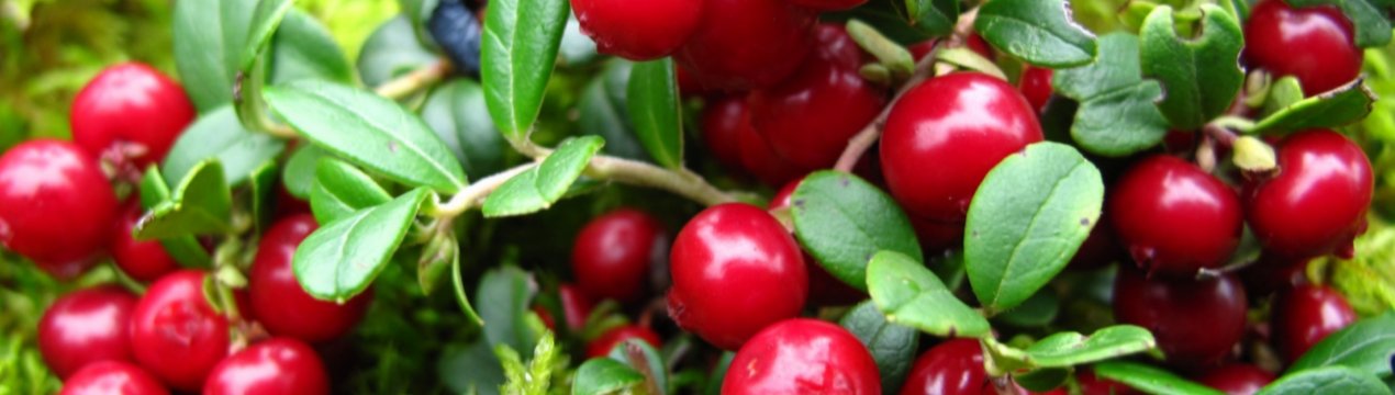 В Україні є всі умови для успішного промислового вирощування журавлини