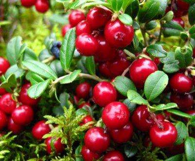 В Україні є всі умови для успішного промислового вирощування журавлини