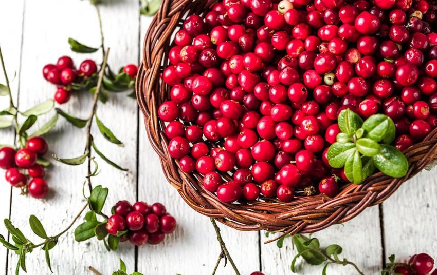 В Україні є всі умови для успішного промислового вирощування журавлини