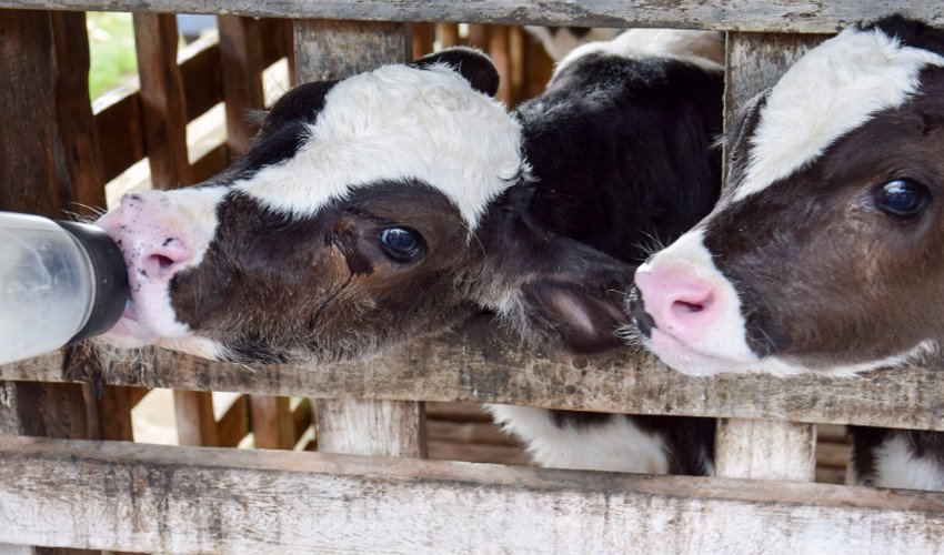 Сальмонельоз телят Сальмонельоз телят