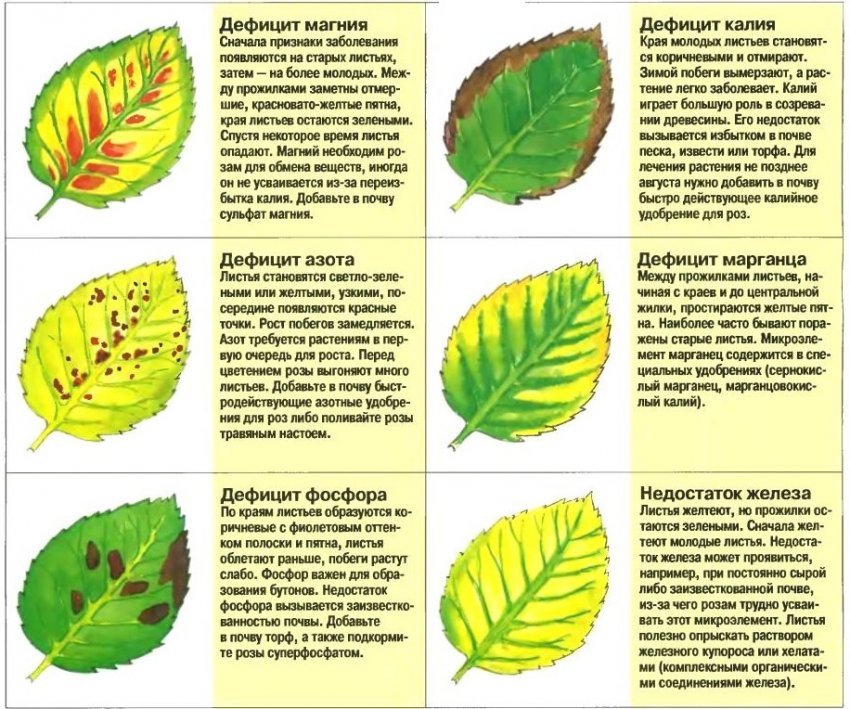 Недостаток питательных веществ на листьях малины