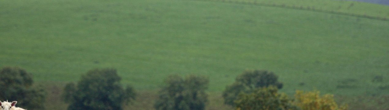 NFU Cymru оголошує про заснування нової премії в галузі сталого сільського господарства