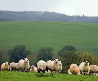 NFU Cymru оголошує про заснування нової премії в галузі сталого сільського господарства