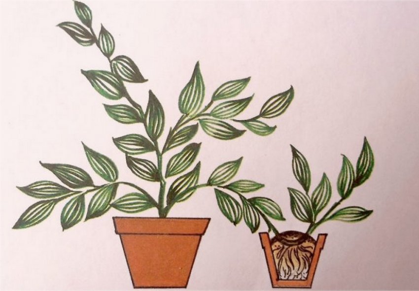 Розмноження відводками Розмноження відводками