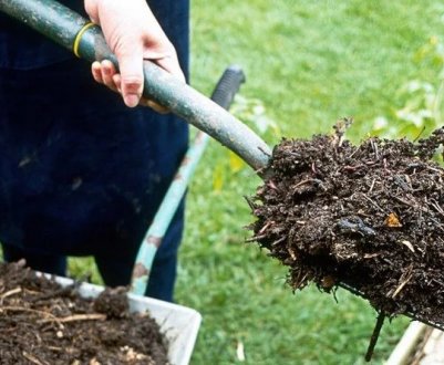 Добриво малини восени — запорука майбутнього врожаю