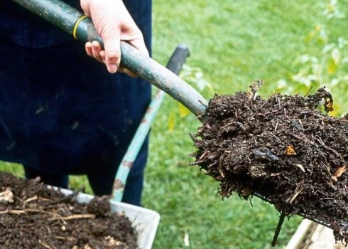 Добриво малини восени — запорука майбутнього врожаю