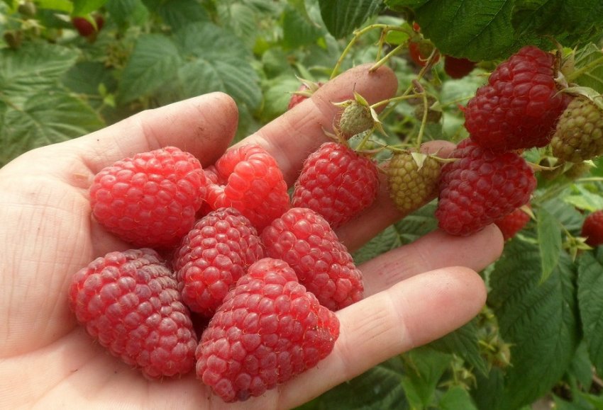 Великоплідна малина