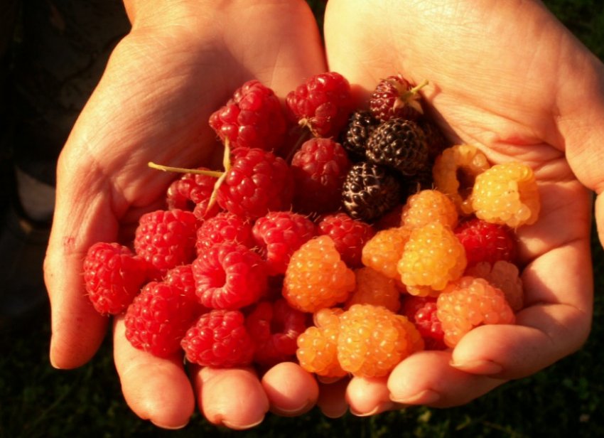 Різноманітність великоплідних сортів малини