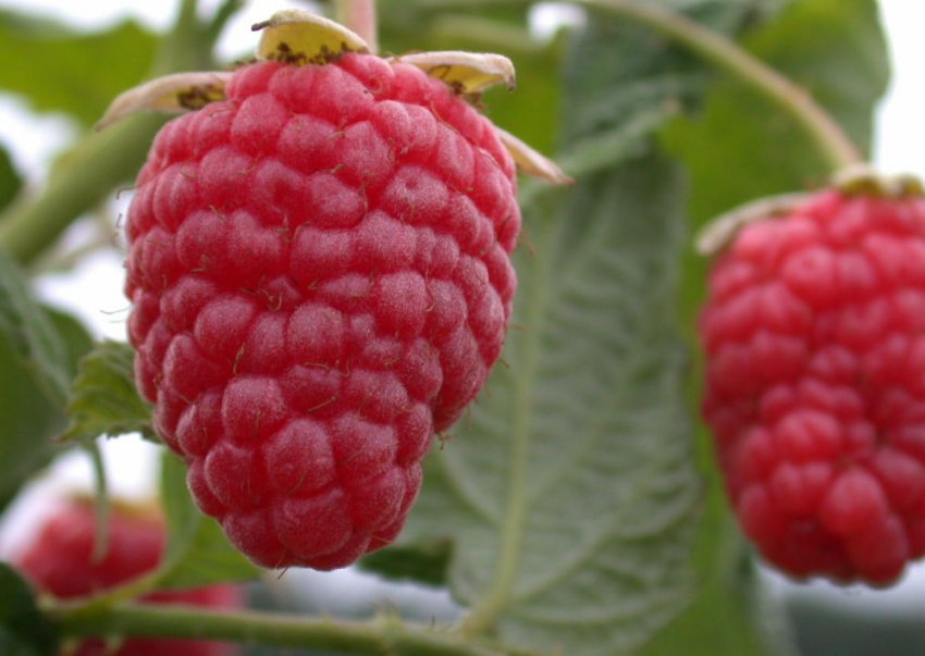 Малина Геракл