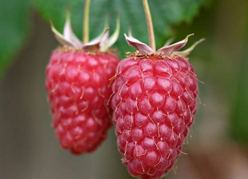 Малина Гусар