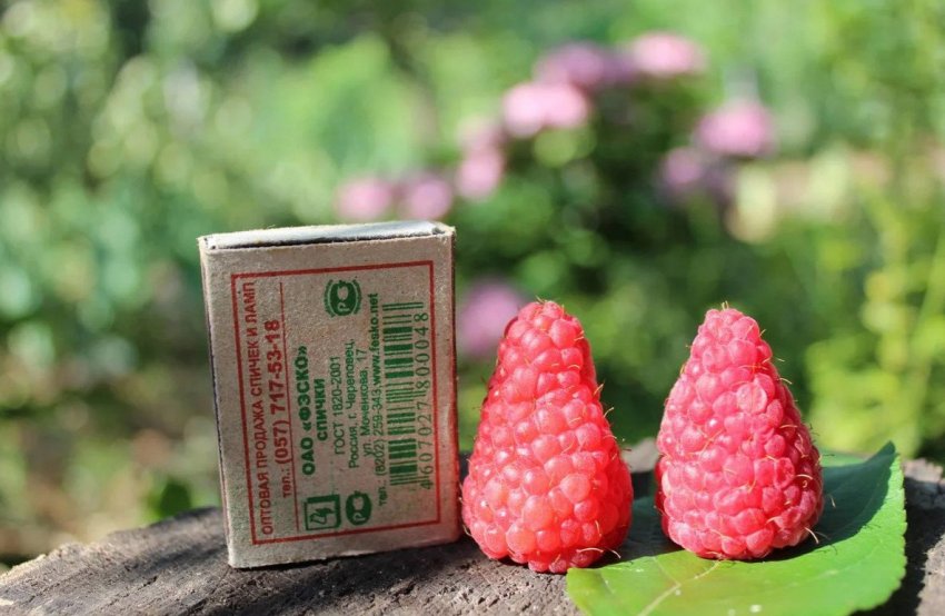 Малина Патриція