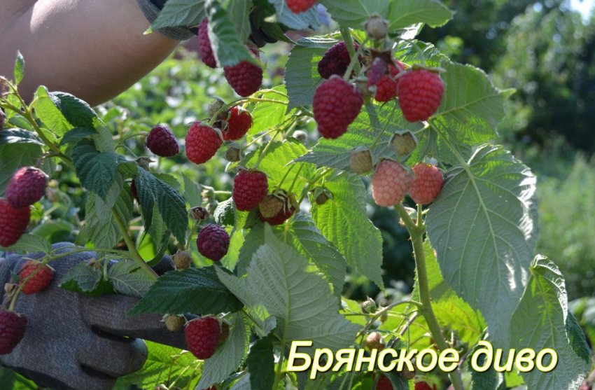 Малина Брянське диво