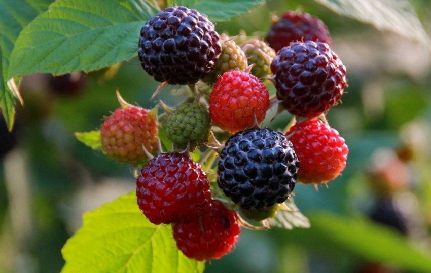 Малина сорту Брістоль чорна