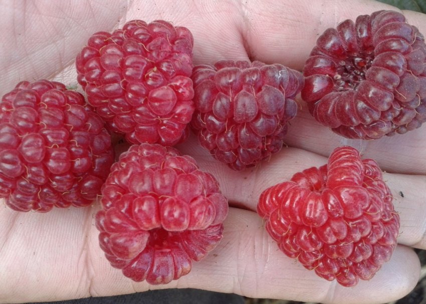 Малина сорту Євразія