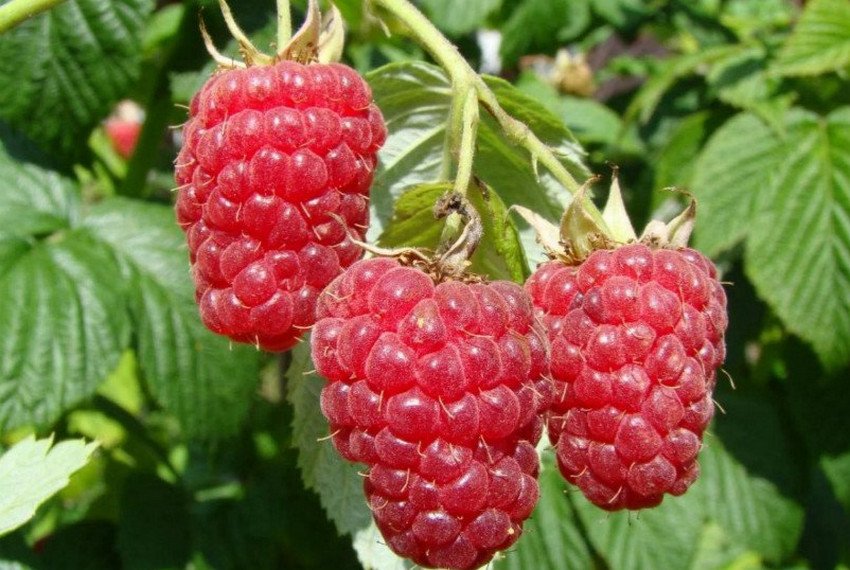 Малина Журавлик