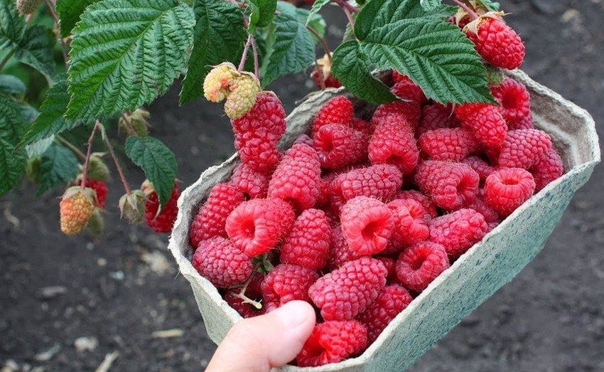 Малина Фантазія