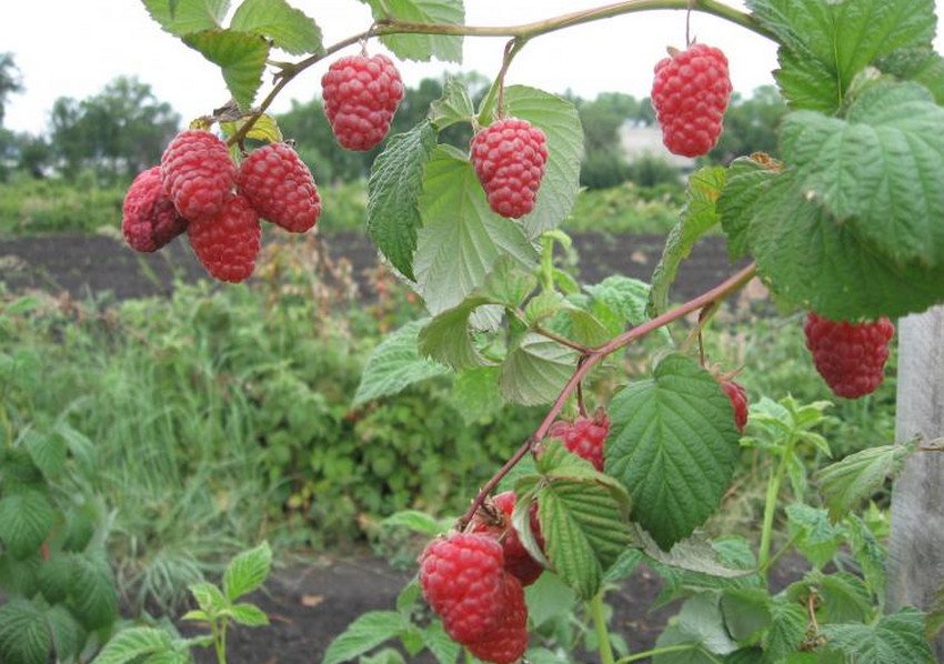 Сорти малини Шахразада