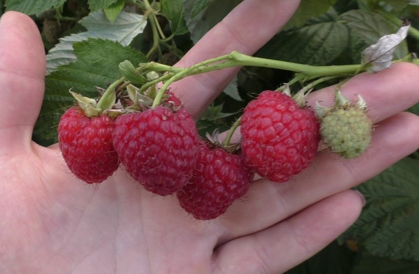 Малина Марія